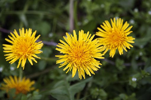 Free Dandelions Yellow photo and picture