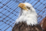 bald eagle, eagle, raptor