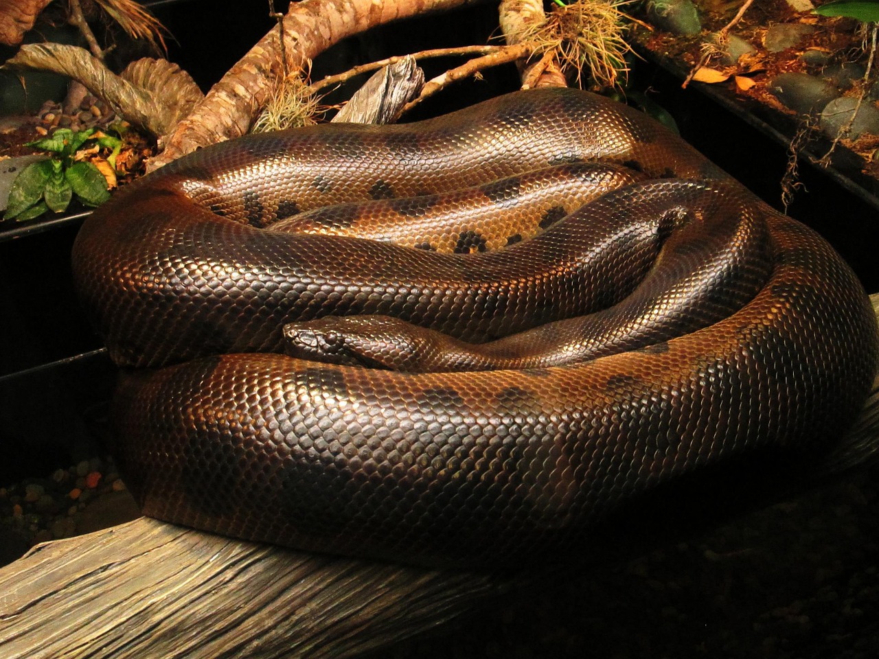 Snake Animal Reptile - Free photo on Pixabay