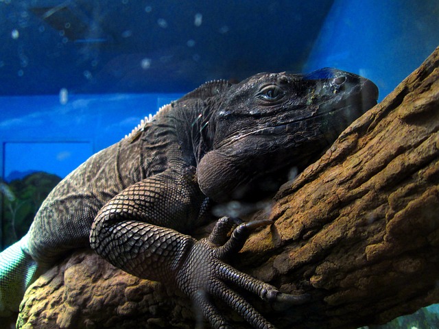 Free Iguana Reptile photo and picture