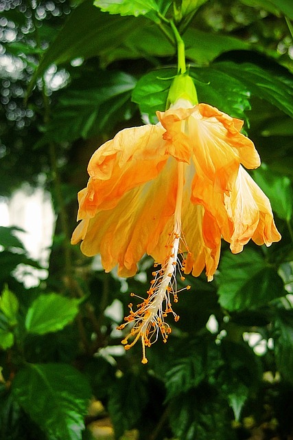 Bloem, Geel, Oranje, Natuur, Indonesië