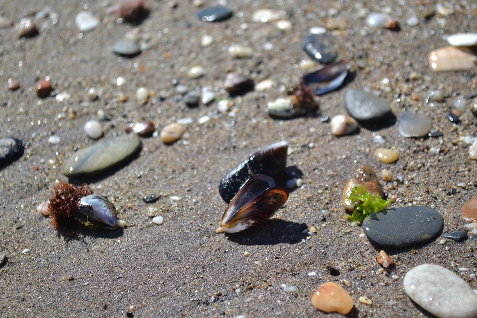 Mussels Beach Sand · Free photo on Pixabay
