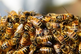 Imker Bienen Bienenstock Kostenloses Foto Auf Pixabay imker-bienen-bienenstock-kostenloses-foto-auf-pixabay