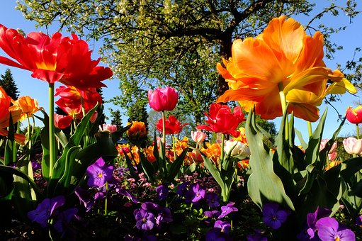 Free Tulips Flower photo and picture
