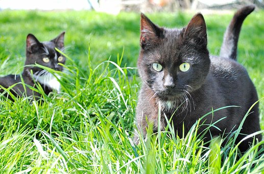 Free Cat Domestic Cat photo and picture