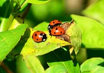 ladybird, group, seven-spot ladybird