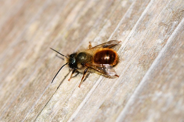 Red Mason Bee Osmia Rufa - Free photo on Pixabay