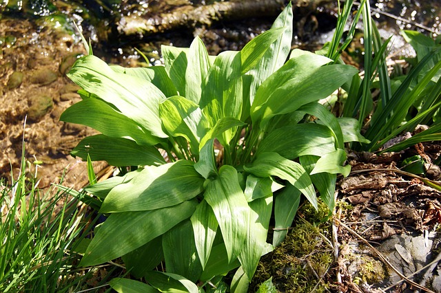 Free Wild Garlic Herbs photo and picture