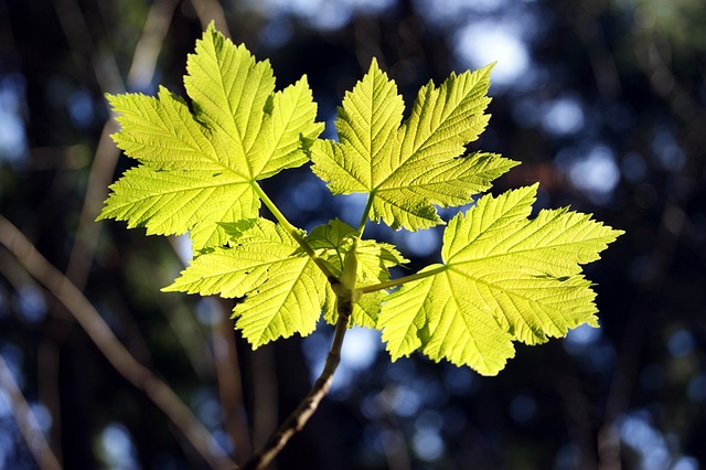 Free Maple Maple Leaves photo and picture