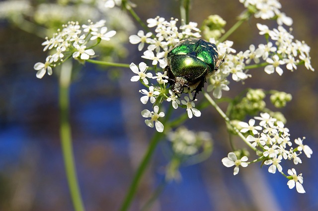 Free Rose Beetle Insect photo and picture