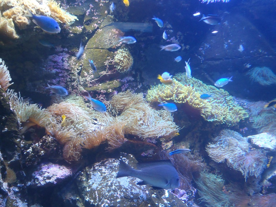 Mundo Submarino, Peces Exóticos, Vida Submarina, Buceo