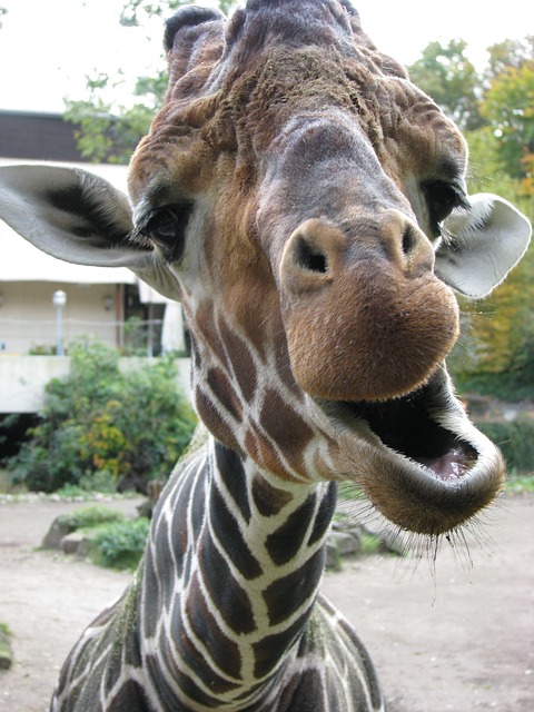 Free Giraffe Animal photo and picture