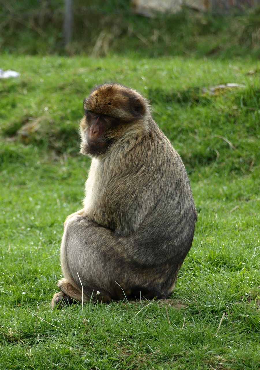 Macabho Rabbit Macaco Barbary Animais - Foto gratuita no Pixabay - Pixabay