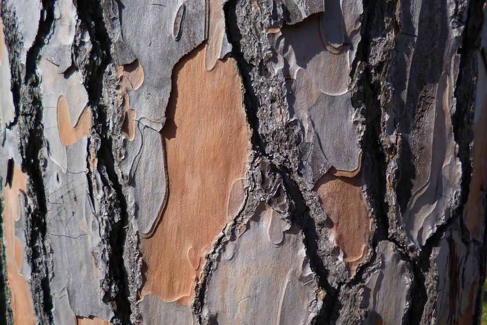Pine Bark · Free photo on Pixabay