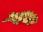 constrictor, koenigsphyton, snake