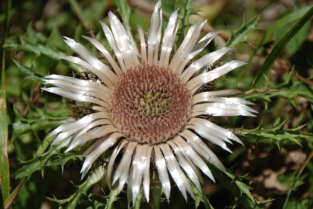 Free Silver Thistle Flower Wallpaper photo and picture
