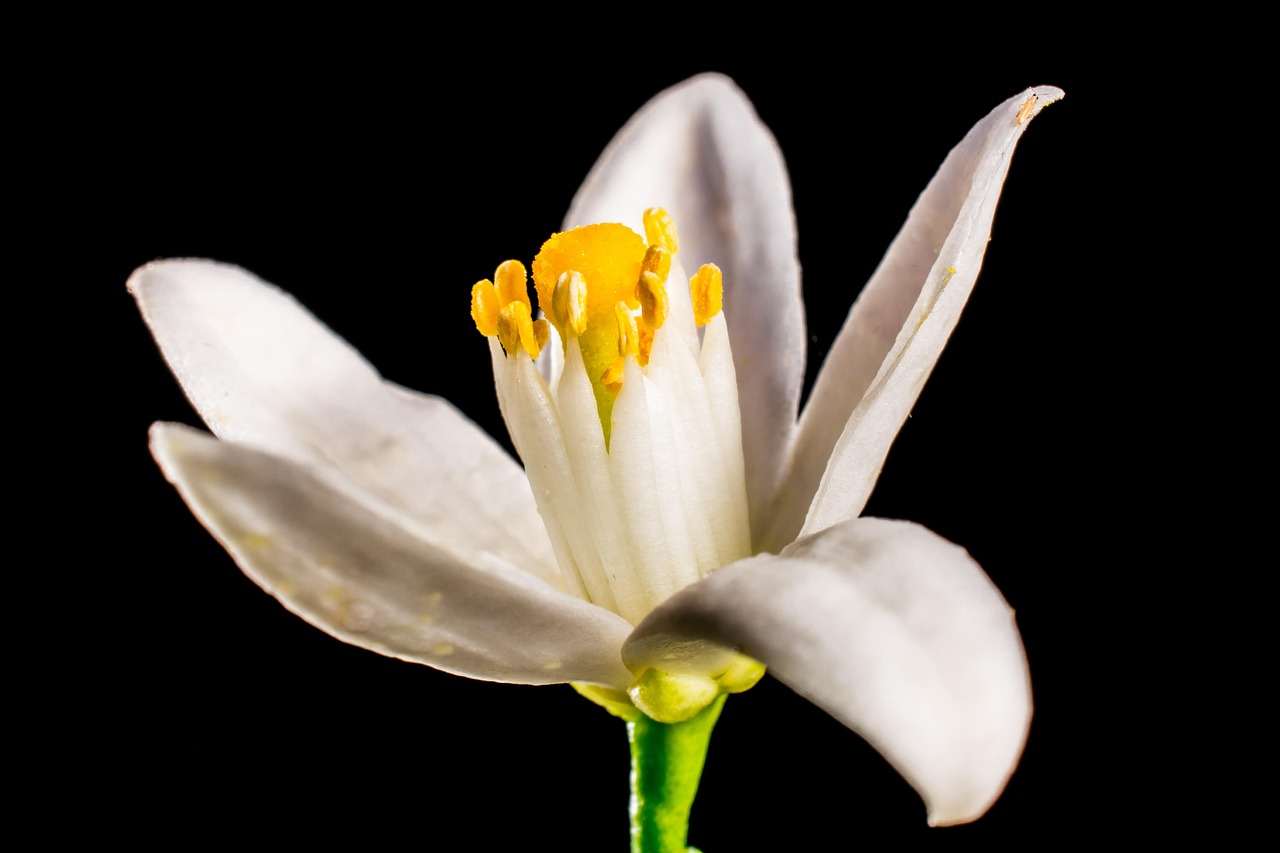 Azahar Flowercolor Más de 200 fotos de Azahar y Naturaleza gratis - Pixabay