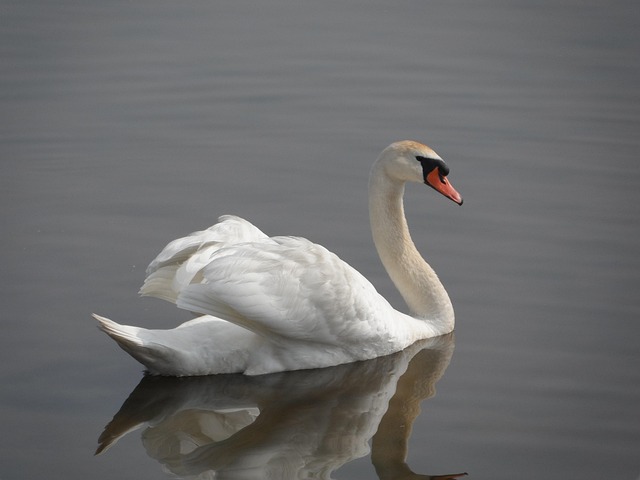 Free Swan Nature photo and picture