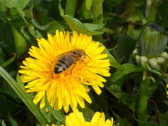 Free Bee Sonchus Oleraceus photo and picture