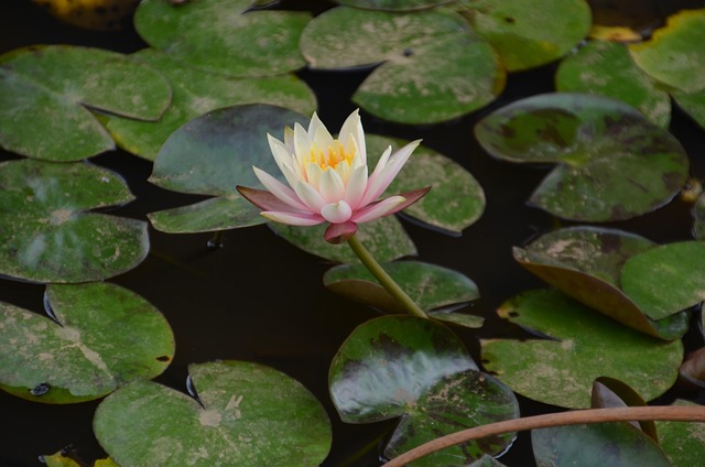Free Lotus Flower photo and picture