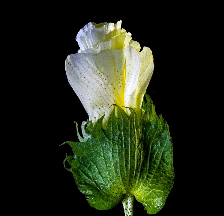 Cotton Blossom Bloom - Free photo on Pixabay