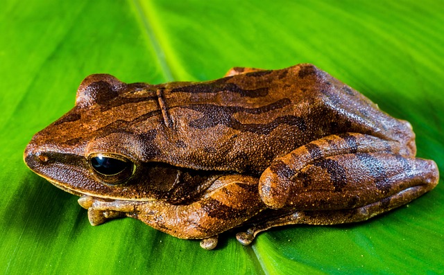 Free Tree Frog Frog Through photo and picture