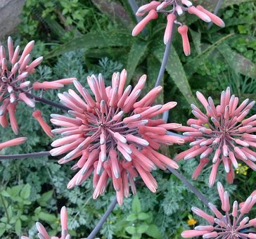 Free Aloe Flower photo and picture