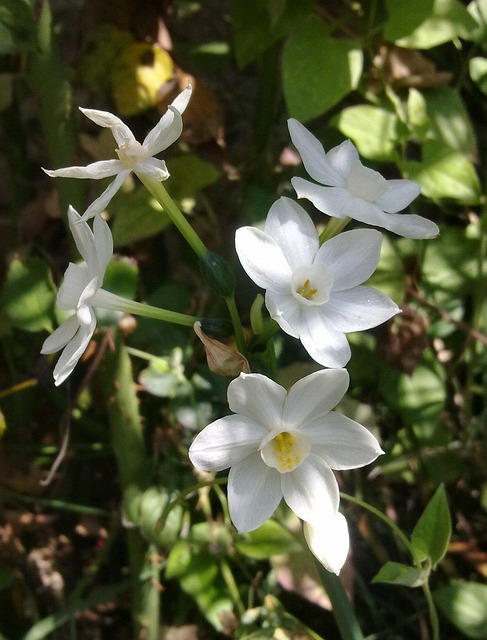 Free Narcissus White Flower photo and picture