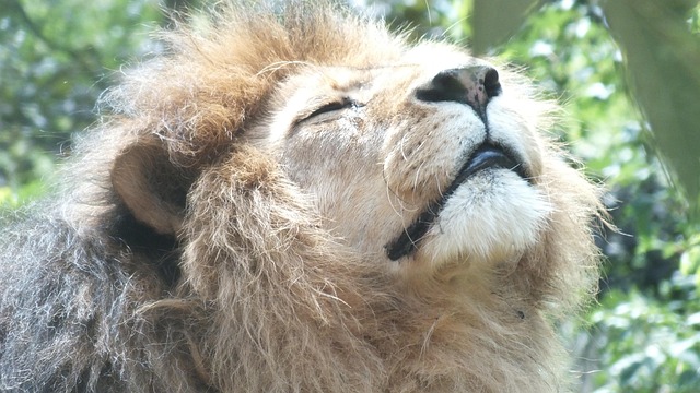 Free Lion Masculine photo and picture