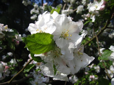 Apfelbaum, Natur, Apfelbaumblüten, Weiß