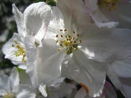 Apfelbaum, Apfelbaumblüten, Weiß