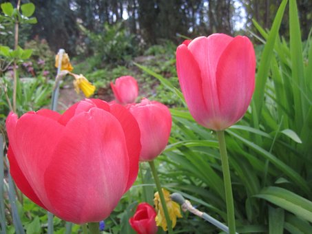 Tulpe, Blume, Tulpen, Frühling, Blumen
