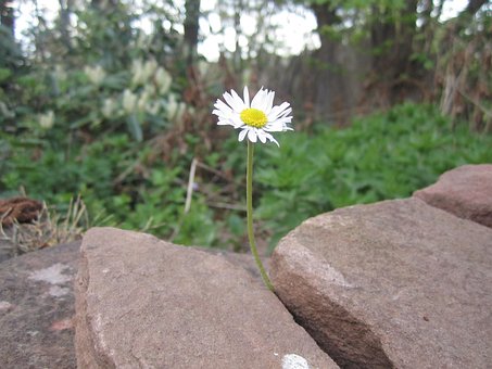 Mauerblümchen, Grünzeug, Gänseblümchen