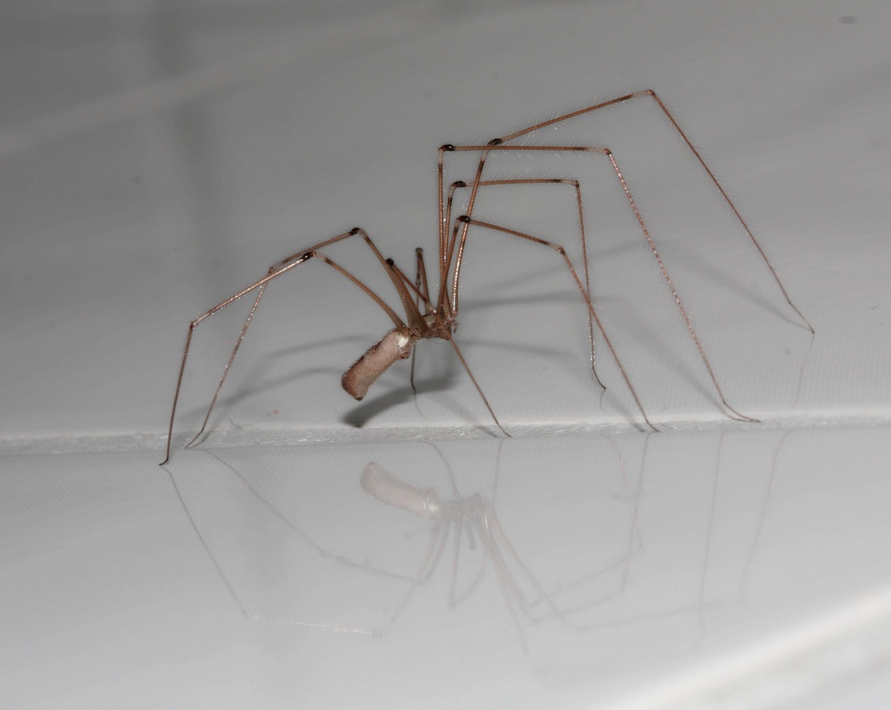 Spider Arachnids Legs - Free photo on Pixabay - Pixabay