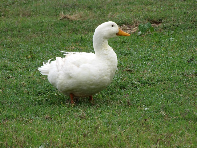 Free Duck Fowl photo and picture