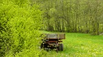 meadow, grass, meadow grass