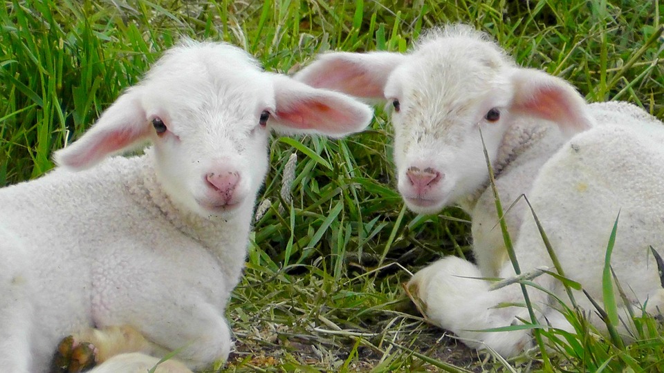 Lambs Sheep Animals Free photo on Pixabay Pixabay