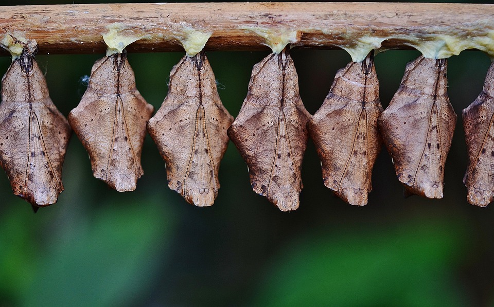 Cocoons Larva Larvae Insect · Free photo on Pixabay