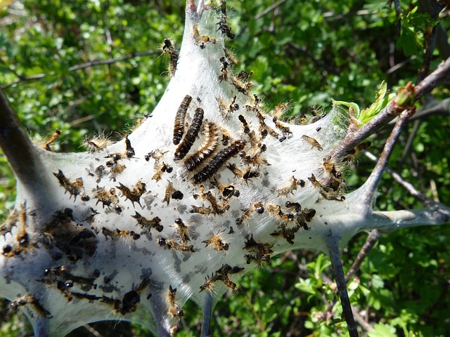 Free Caterpillar Insects photo and picture