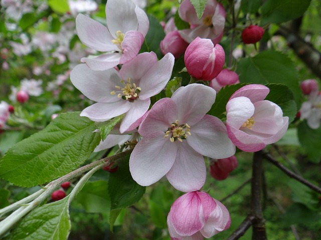 Free Blossom Bloom photo and picture