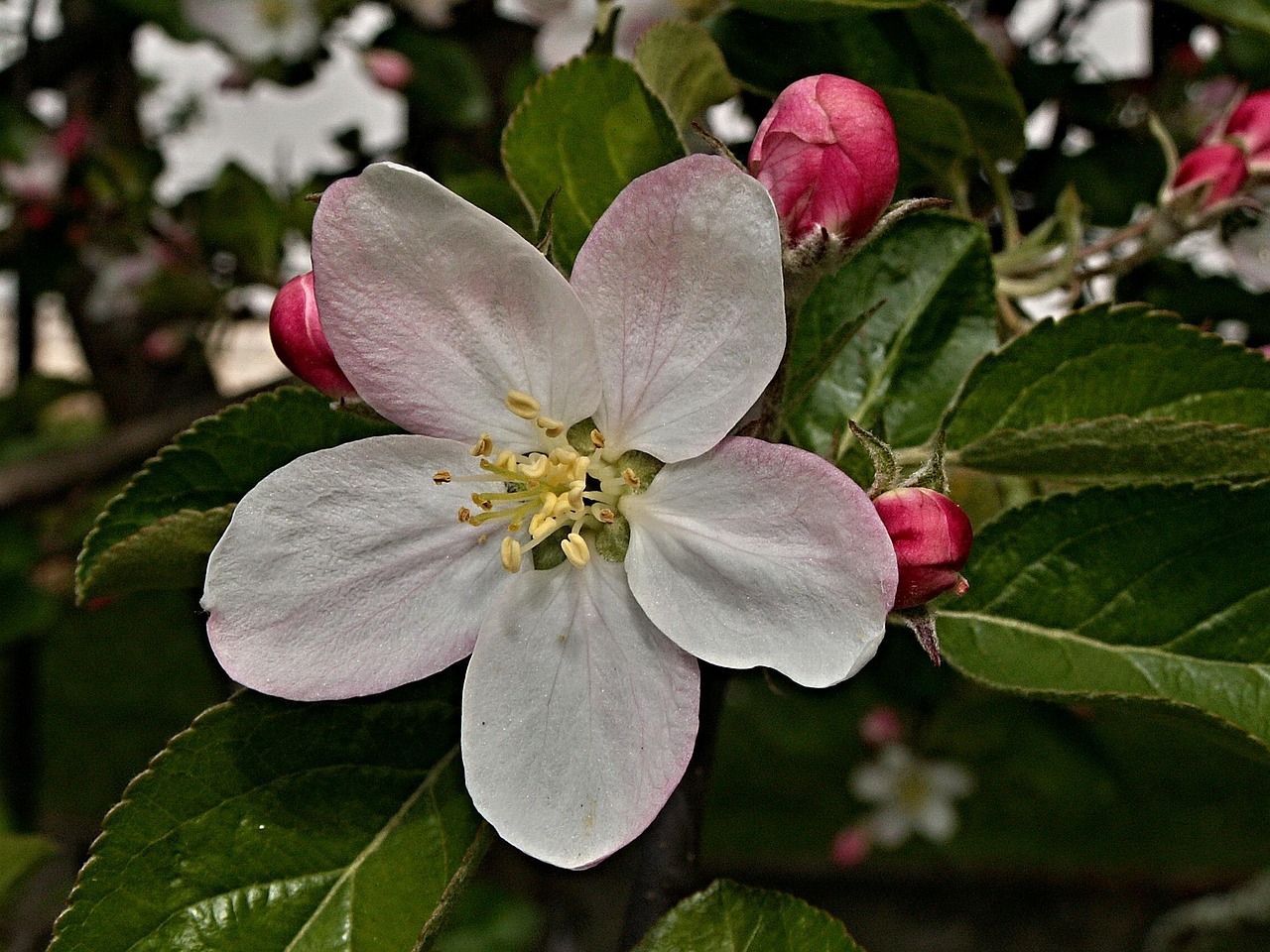 Apple Tree Bloom Vernal Free photo on Pixabay Pixabay