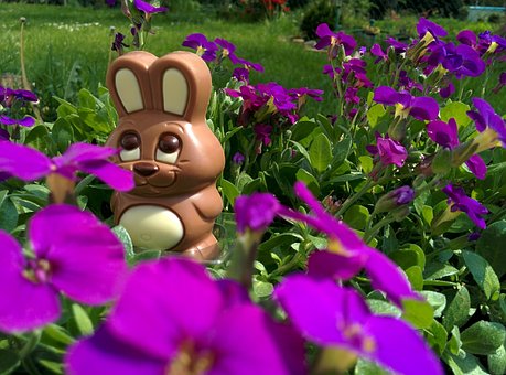 Free Chocolate Bunny Easter Bunny photo and picture