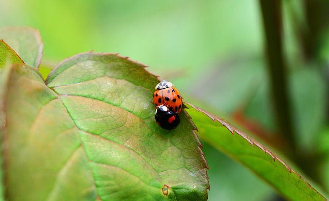 Arlequín Cópula Apareamiento - Foto gratis en Pixabay