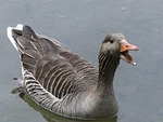 bean goose, feathered, animal
