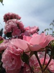rose, flowers, floral