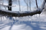 ice storm, ice on branch, branch
