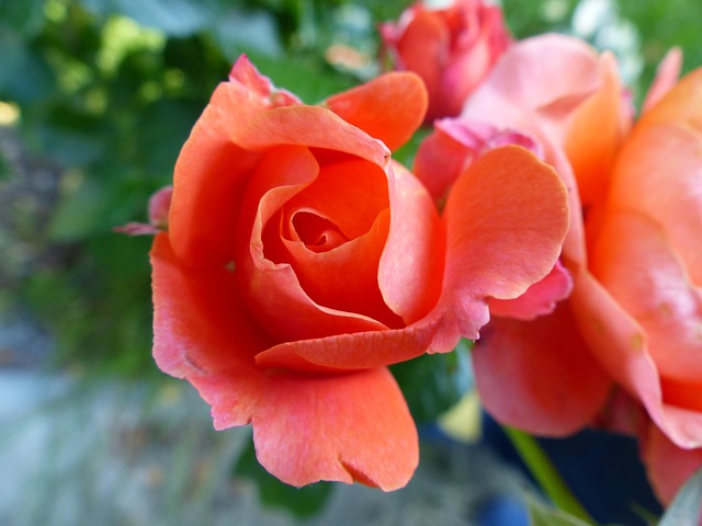 Free Rose Tender photo and picture