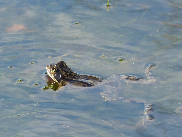 Free Frog Pond photo and picture