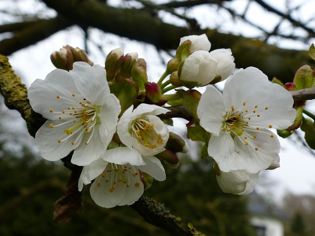 Free Cherry Tree photo and picture
