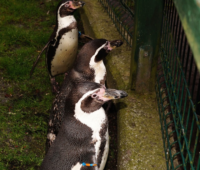 Free Humboldt Penguin Spheniscus Humboldti photo and picture